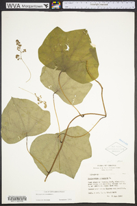 Menispermum canadense image