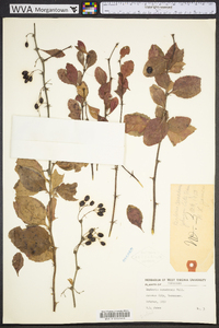 Berberis canadensis image