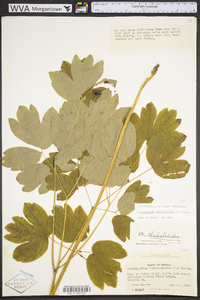 Caulophyllum thalictroides image