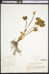 Jeffersonia diphylla image