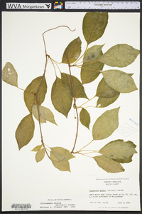 Schisandra glabra image