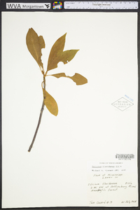 Illicium floridanum image