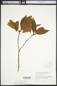 Illicium floridanum image