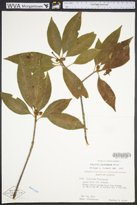 Illicium floridanum image