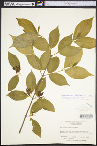 Calycanthus floridus image