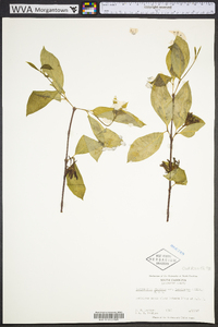 Calycanthus floridus image