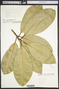 Magnolia grandiflora image