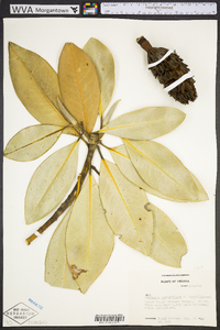 Magnolia grandiflora image