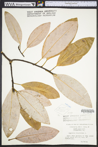 Magnolia virginiana image