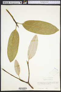 Magnolia virginiana image