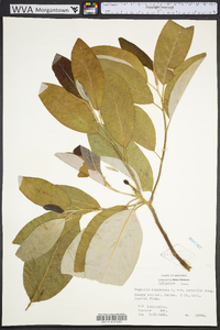 Magnolia virginiana image