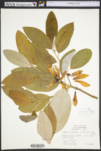 Magnolia virginiana image