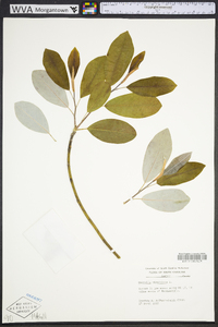 Magnolia virginiana image