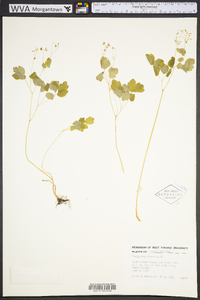 Thalictrum clavatum image