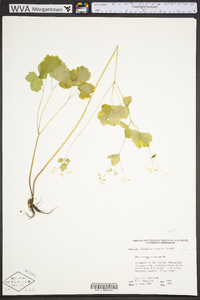 Thalictrum clavatum image