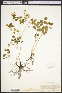 Thalictrum dioicum image