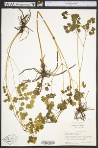 Thalictrum dioicum image