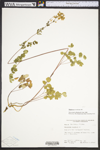 Thalictrum amphibolum image