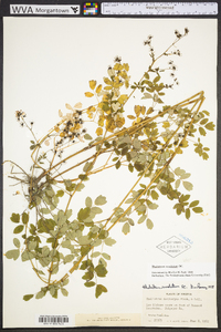 Thalictrum amphibolum image