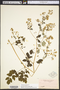 Thalictrum amphibolum image