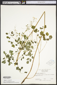 Thalictrum amphibolum image