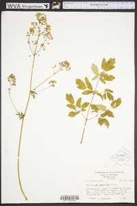 Thalictrum pubescens image