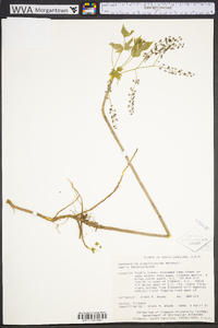 Xanthorhiza simplicissima image