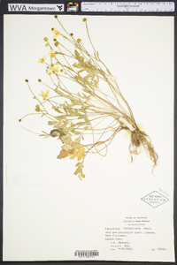 Ranunculus fascicularis image