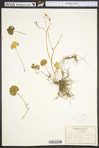 Ranunculus harveyi image