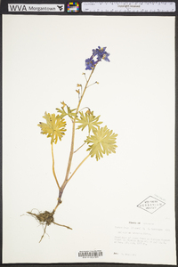 Delphinium tricorne image