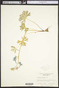 Delphinium tricorne image