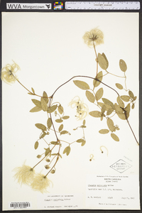 Clematis reticulata image