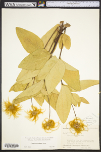 Clematis ochroleuca image