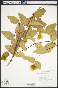 Clematis viticaulis image