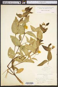 Clematis viticaulis image