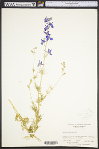 Delphinium ajacis image