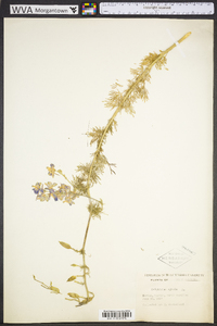 Delphinium ajacis image