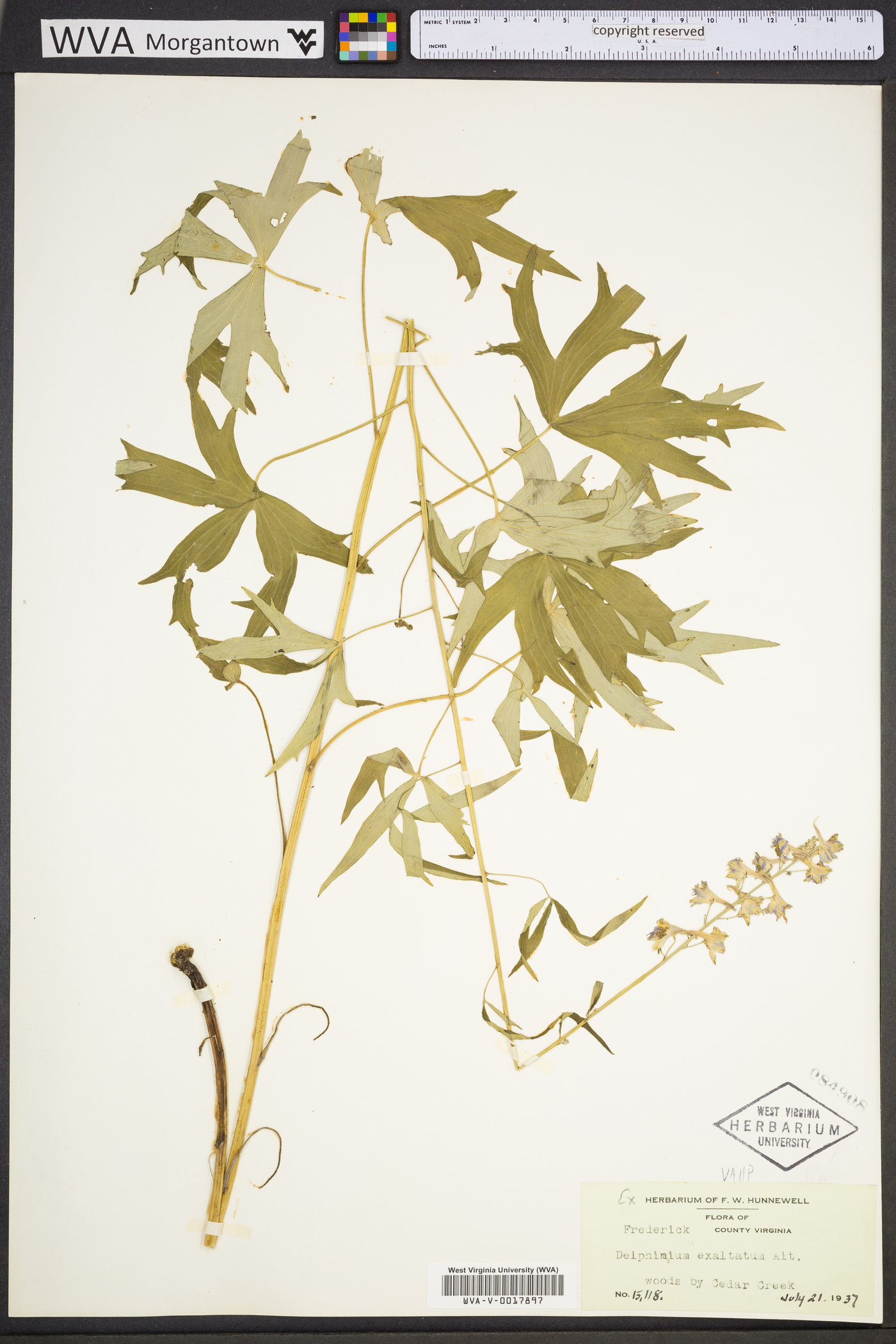 Delphinium exaltatum image
