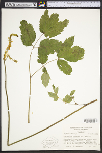 Actaea racemosa image