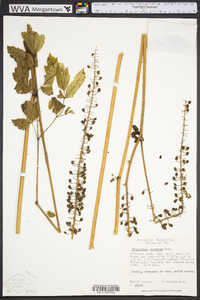 Actaea racemosa image