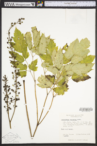 Actaea racemosa image