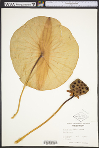 Nelumbo lutea image