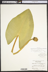 Nuphar lutea image