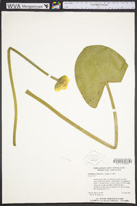 Nuphar lutea image