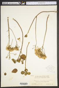 Garberia heterophylla image