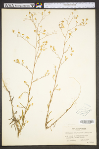 Croptilon divaricatum image