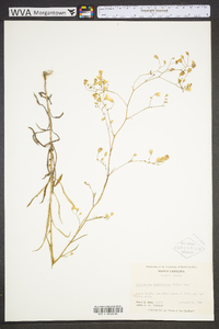 Croptilon divaricatum image