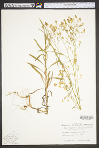 Croptilon divaricatum image