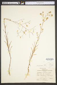 Croptilon divaricatum image