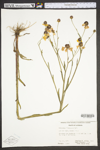 Helenium flexuosum image